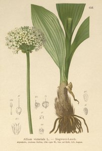 Alpine purre (Allium victorialis, Allium victoriale, Onion victoryalis, Geboscon triphylum, Allium plantagineum, Allium anguinum) av German School