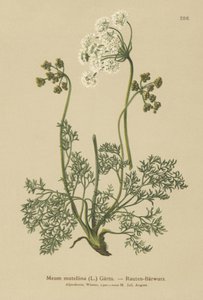 Alpine Lovage (My mutellina, Ligusticum mutellina) av German School