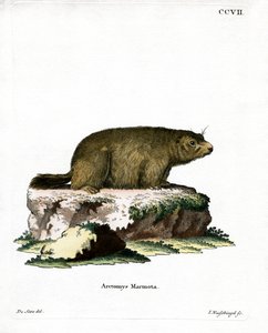 Alpine murmeldyr (farget gravering) av German School