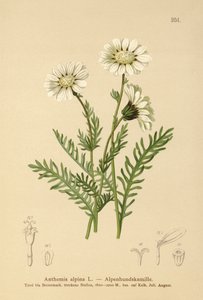 Alpin maiweed (Anthemis alpina, Achillea oxyloba subsp. schuri) av German School
