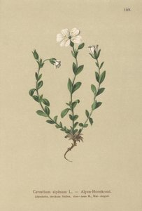 Alpine museøre (Cerastium alpinum) av German School