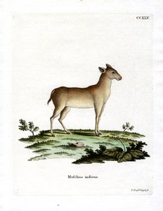 Alpin moskushjort (farget gravering) av German School