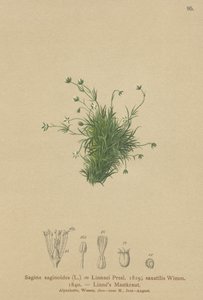 Alpeperleurt (Sagina saginoides, Sagina Linnaei, Sagina saxatilis) av German School