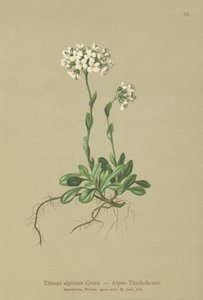 Alpint krasse (Thlaspi alpinum, Noccaea alpestris subsp. alpestris, Thlaspi minimum, Noccaea crantzii, Thlaspi kerneri, Thlaspi alpinum var. kerneri, Thlaspi alpestre) av German School