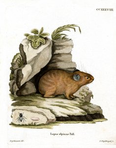 Alpine Pika (farget gravering) av German School