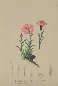 Alpinrosa (Dianthus alpinus) av German School