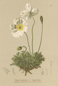 Alpevalmue (Papaver alpinum, subsp. alpinum) av German School