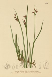 Alpinrush (Juncus alpinus, Juncus alpinoarticulatus) av German School