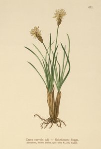 Alpinsiv (Carex curvula) av German School