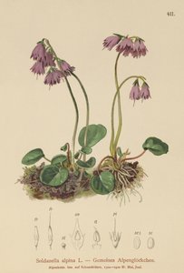 Alpin snøklokke (Soldanella alpina) av German School
