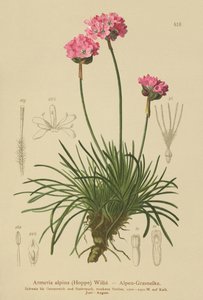 Alpine Thrift (Armeria alpina) av German School