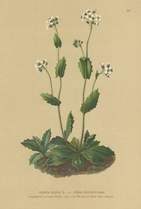 Alpeveggkarse (Arabis alpina) av German School
