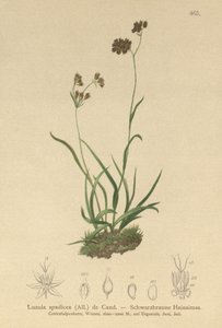 Alpint vedrush (Luzula alpinopilosa, Luzula spadicea) av German School