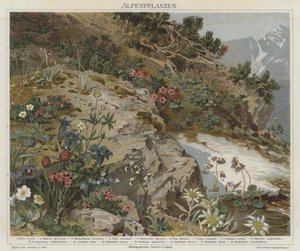 Alpine planter av German School