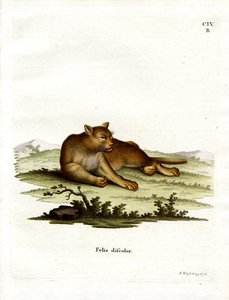 Amazon Cougar (farget gravering) av German School