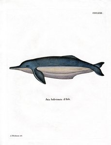 Amazon River Dolphin (farget gravering) av German School