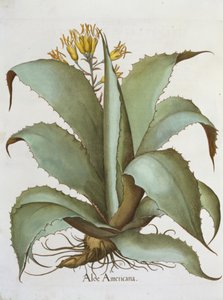 American Aloe: Aloe Americana, fra Hortus Eystettensis av Basil Besler (1561-1629), pub. 1613 av German School
