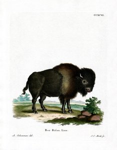 American Bison (farget gravering) av German School