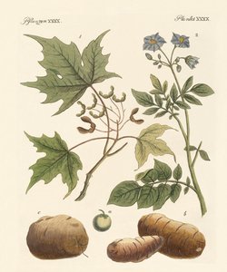 amerikanske planter av German School