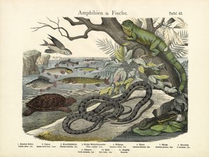 Amfibier og fisker, ca. 1860 av German School