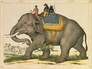 En elefant pleide å jakte på sitt eget, billedlige broadsheet utgitt av Joseph Scholz, Mainz, ca. 1860 av German School