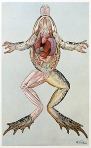 Anatomisk tverrsnitt av en hunnfrosk, fra Brehms Tierleben, pub. 1860-tallet (litho i farger) av German School