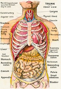Anatomisk syn på menneskekroppen av German School