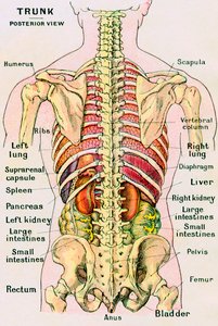 Anatomisk syn på menneskekroppen av German School