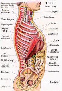 Anatomisk syn på menneskekroppen av German School