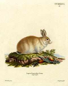 Angora Rabbit (farget gravering) av German School