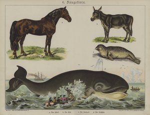 Dyr (farge litho) av German School