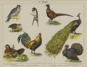 Dyr (farge litho) av German School