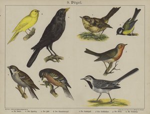 Dyr (farge litho) av German School