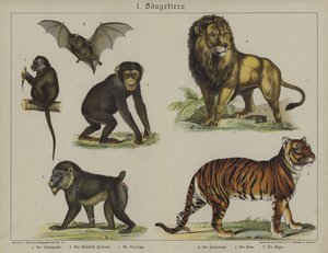 Dyr (farge litho) av German School