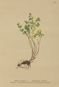 Årlig steinurt (Sedum annuum) av German School