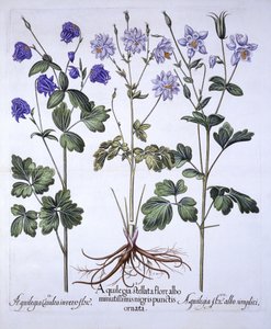 Aquilegia, fra Hortus Eystettensis, av Basil Besler (1561-1629), pub. 1613 (håndfarget gravering) av German School