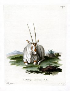 Arabian Oryx (farget gravering) av German School