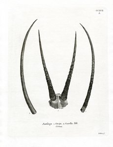 Arabiske Oryx-horn (farget gravering) av German School