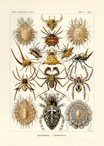 Arachnida, 1899-1904 av German School