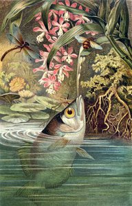 Archerfish, plate fra Brehms Animal Life: General Knowledge of the Animal Kingdom, vol.8, s.49, utgitt av Bibliographic Institute, 1892 av German School