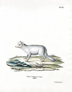 Arctic Fox (farget gravering) av German School