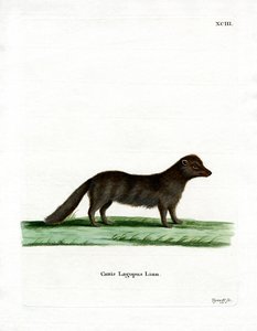 Arctic Fox (farget gravering) av German School