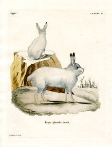 Arctic Hare (farget gravering) av German School