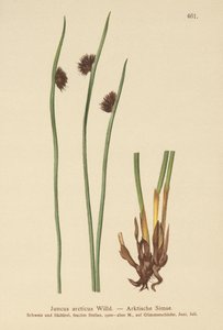 Arctic Rush (Juncus arcticus) av German School