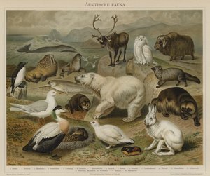 Arktisk fauna av German School