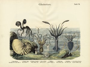 Leddyr, ca. 1860 av German School