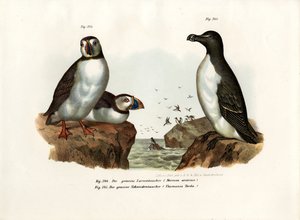 Arktisk lundefugl, 1864 av German School