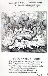 Som Salamanderen lever i ild, slik også Steinen, Emblem XXIX fra Atalanta fugiens av Michael Maier, 1617 av German School