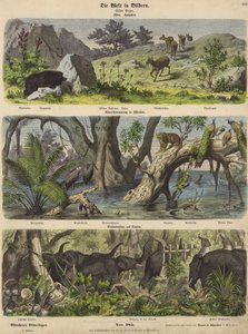 Asia: fjelldyr og planter; flom i det østlige India; fange elefanter på Ceylon (farget gravering) av German School