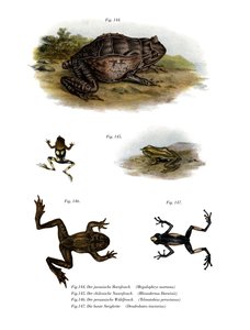 Asiatisk hornfrosk (farge litho) av German School